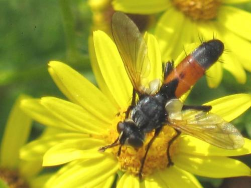 Cylindromyia sp.