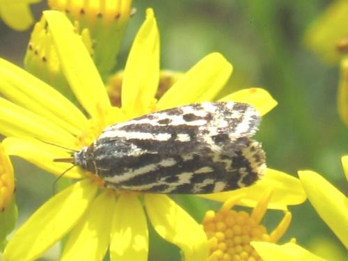 Acontia trabealis