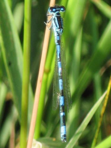 Coenagrion mercuriale