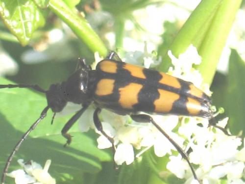 Leptura quadrifasciata