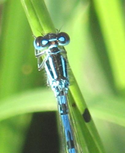 Coenagrion mercuriale