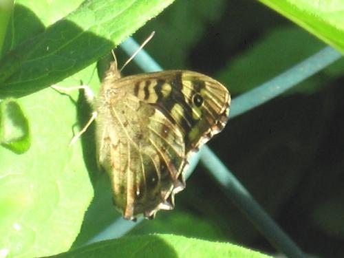 Pararge aegeria