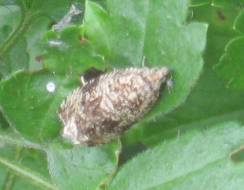 Celypha lacunana
