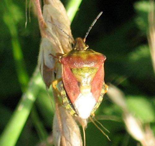 Carpocoris purpureipennis