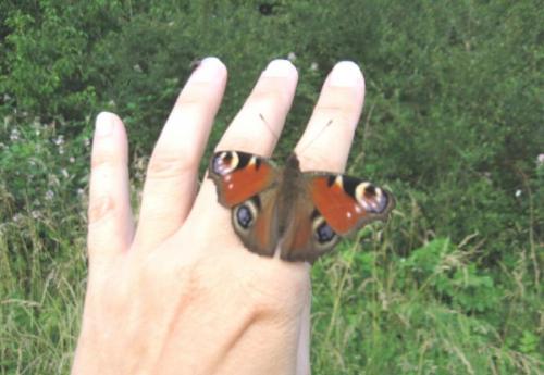 Aglais io
