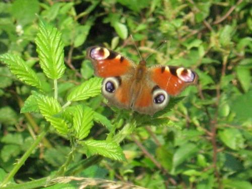 Aglais io