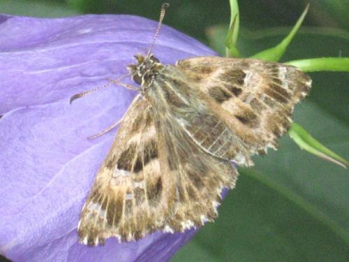 Carcharodus alceae
