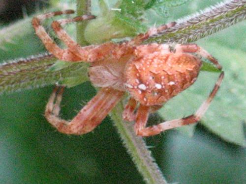 Araneus diadematus