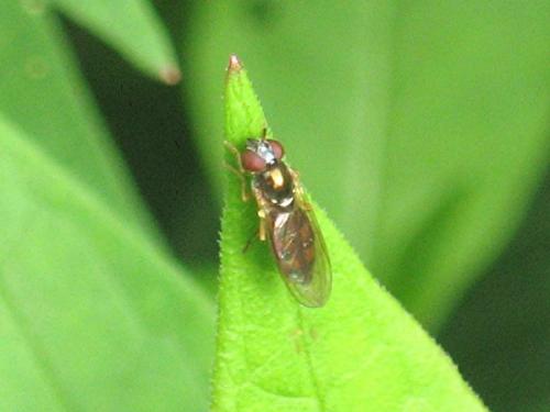 Melanostoma sp.