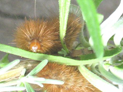 Diaphora mendica