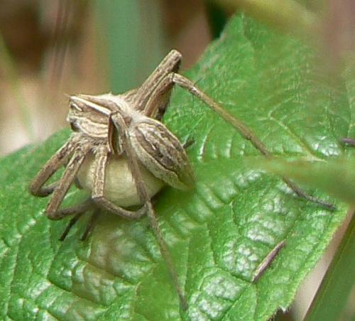 Réf. 20 878 : Pisaura mirabilis