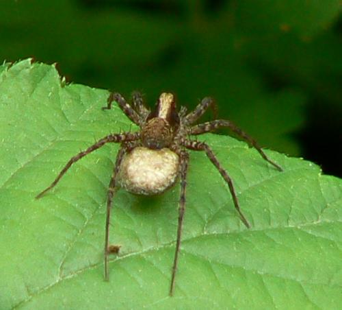 Pardosa lugubris