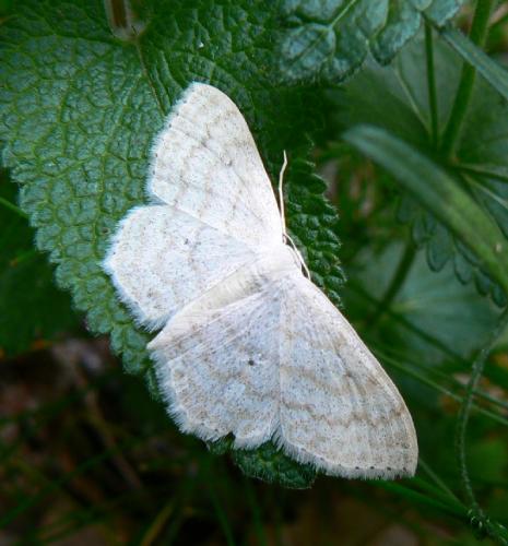 Réf. 20 922 : Scopula floslactata