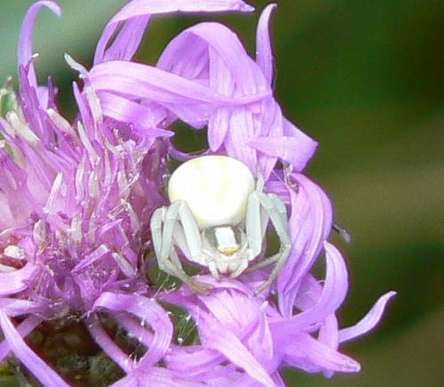 Misumena vatia