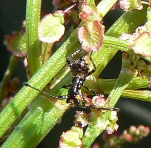 Coreus marginatus