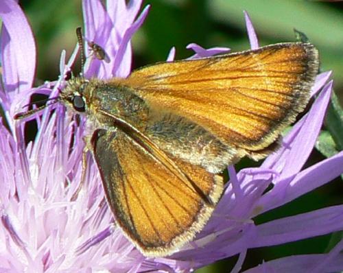 Réf. 20 926 : Thymelicus sp.