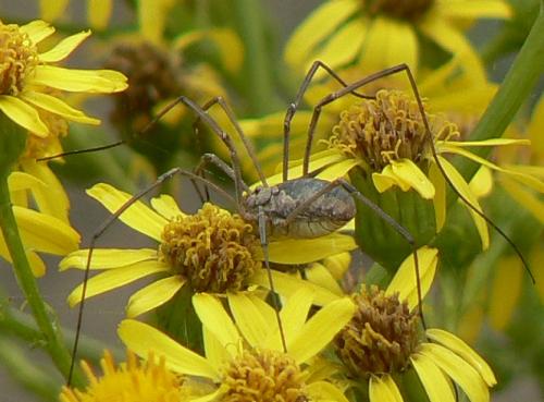 Phalangium opilio