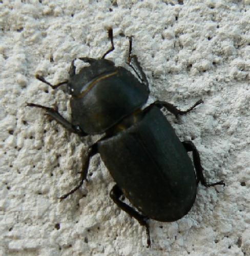Réf. 20 791 : Dorcus parallelipipedus