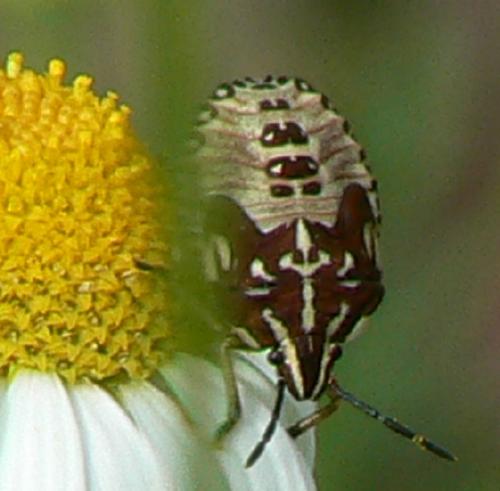 Carpocoris sp.