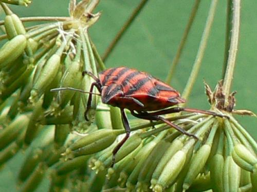 Graphosoma italicum