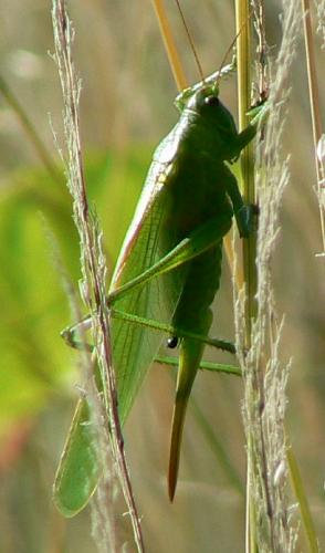 Réf. 20 664 : Tettigonia viridissima
