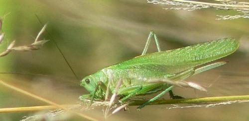 Réf. 20 665 : Tettigonia viridissima