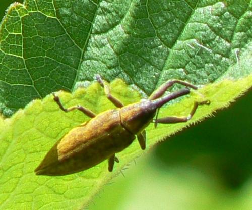 Réf. 20 777 : Lixus iridis