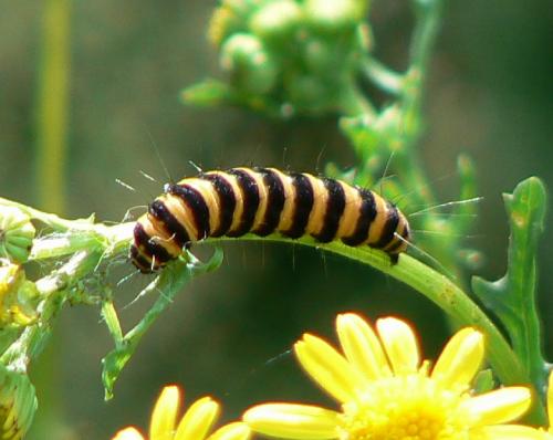 Tyria jacobaeae