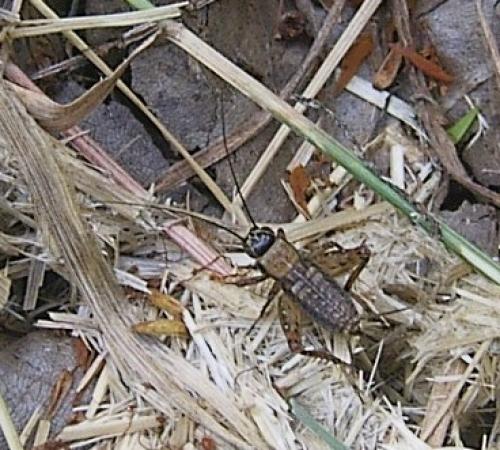 Réf. 20 780 : Nemobius sylvestris sylvestris