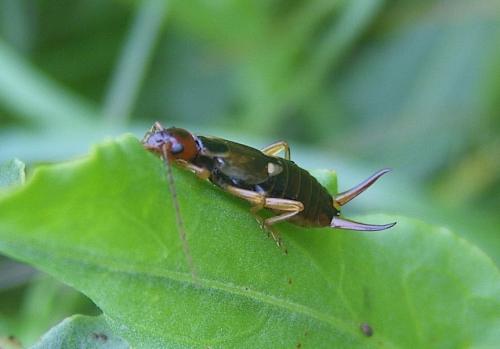 Forficula auricularia