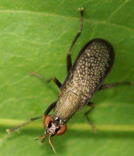 Coremacera marginata