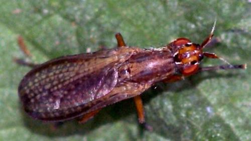 Limnia sp.