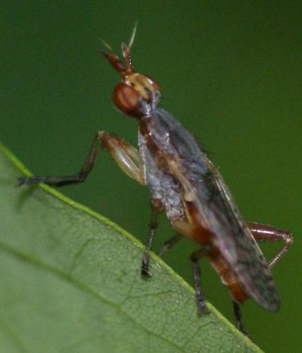 Dichetophora obliterata