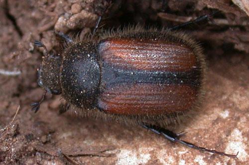 Omaloplia hericia