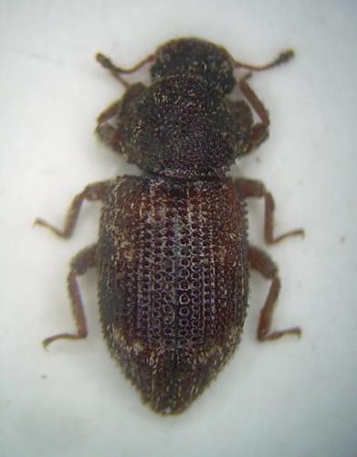 Réf. 20 432 : Coxelus pictus
