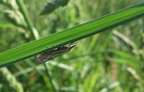 Réf. 20 320 : Crambus lathoniellus