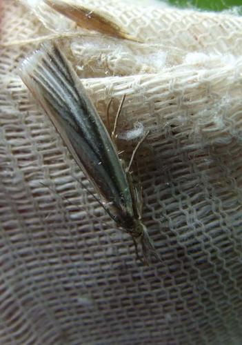 Réf. 20 850 : Crambus perlella