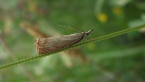 Chrysoteuchia culmella