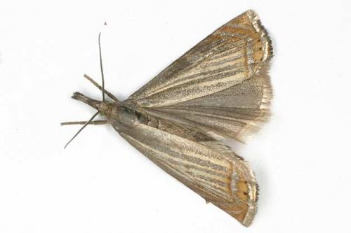 Chrysoteuchia culmella