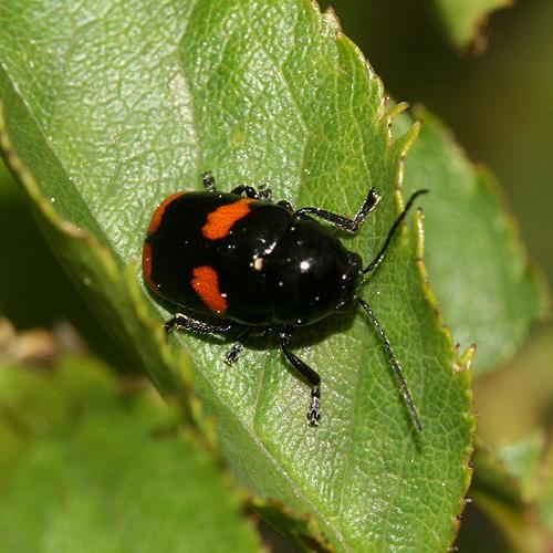 Réf. 20 121 : Cryptocephalus sinuatus