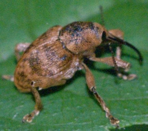 Curculio glandium