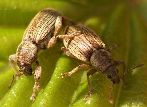 Réf. 20 944 : Polydrusus marginatus