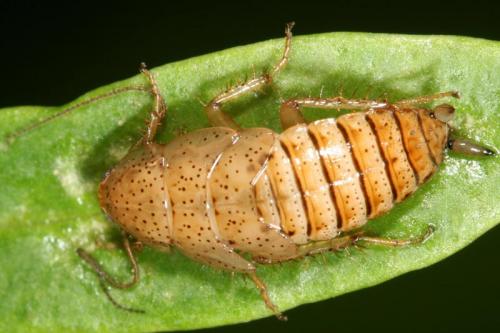 Ectobius pallidus