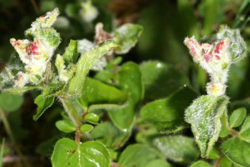 Aceria labiatiflorae