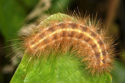 Diaphora mendica