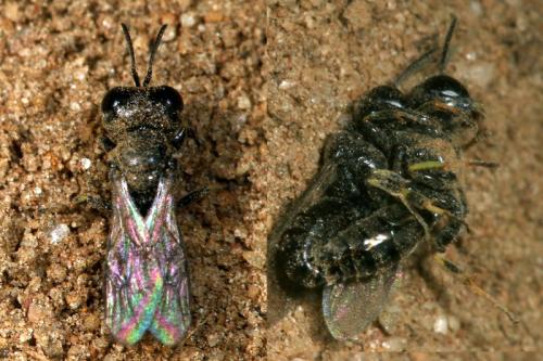 Crabroninae