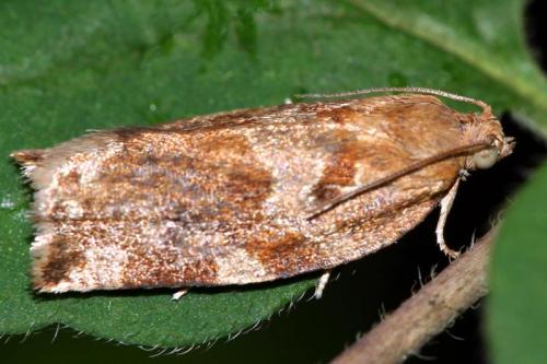Archips xylosteana