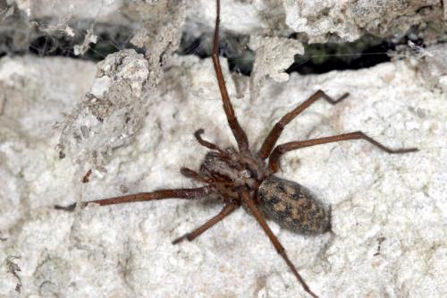 Réf. 20 773 : Tegenaria sp.