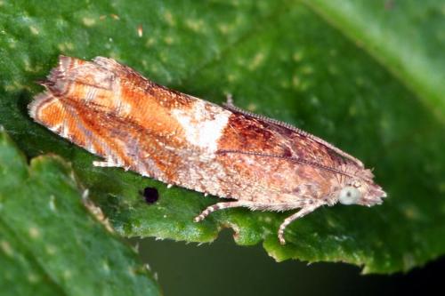 Réf. 20 739 : Epinotia tenerana
