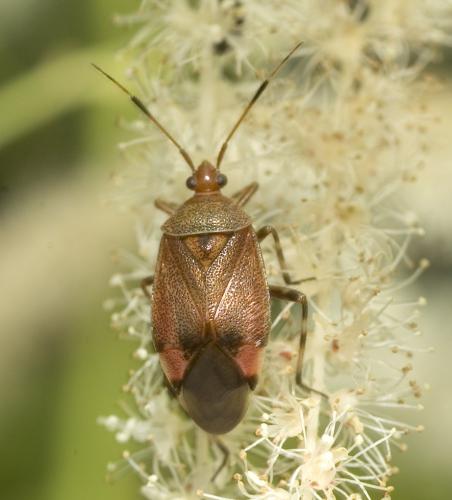Réf. 20 330 : Deraeocoris olivaceus
